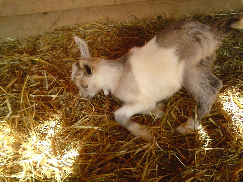 honzik-uf-to-je fuska.jpg